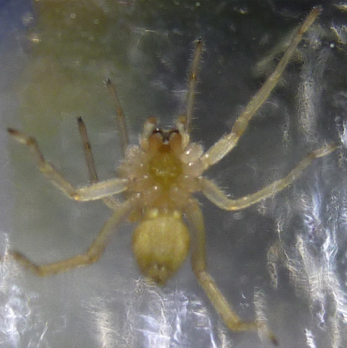 Cheiracanthium mildei